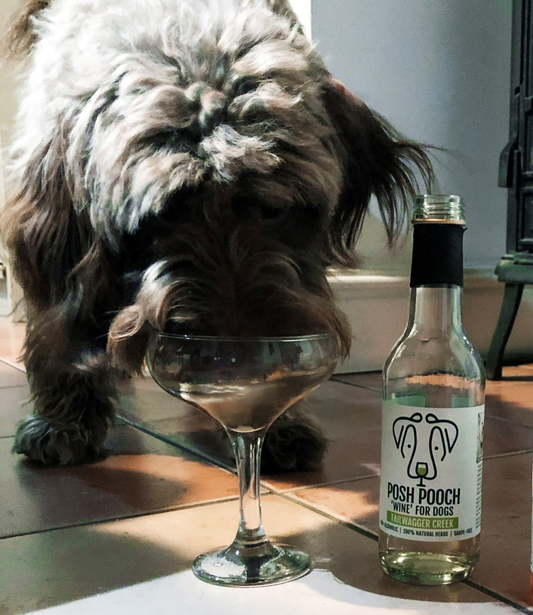 Posh Pooch Dog 'White Wine'