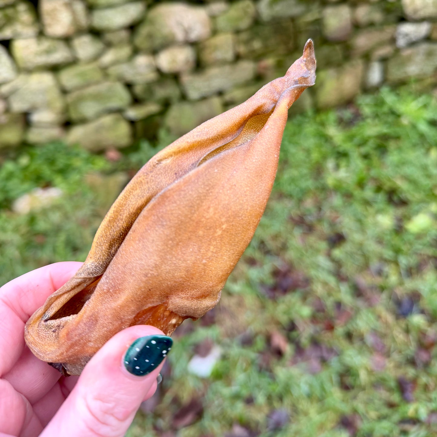 Buffalo Ears