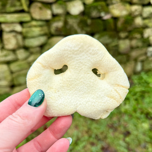 Puffed Pig Snout