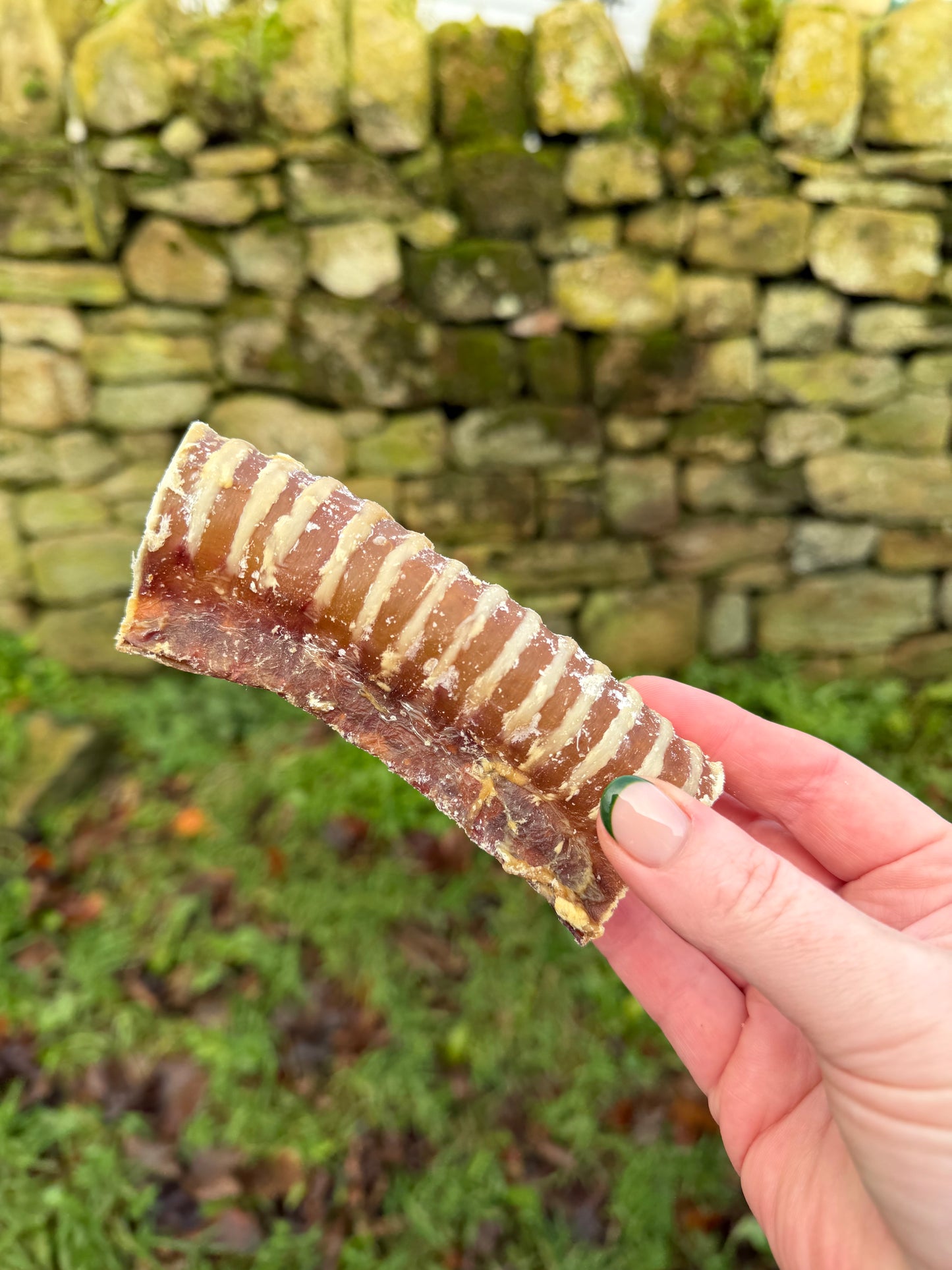 Beef Trachea 12cm