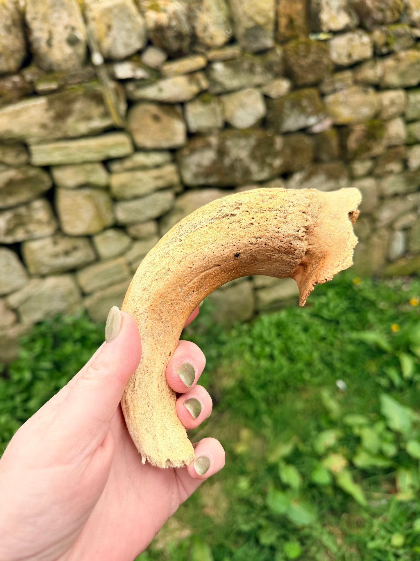 Lamb horn marrow