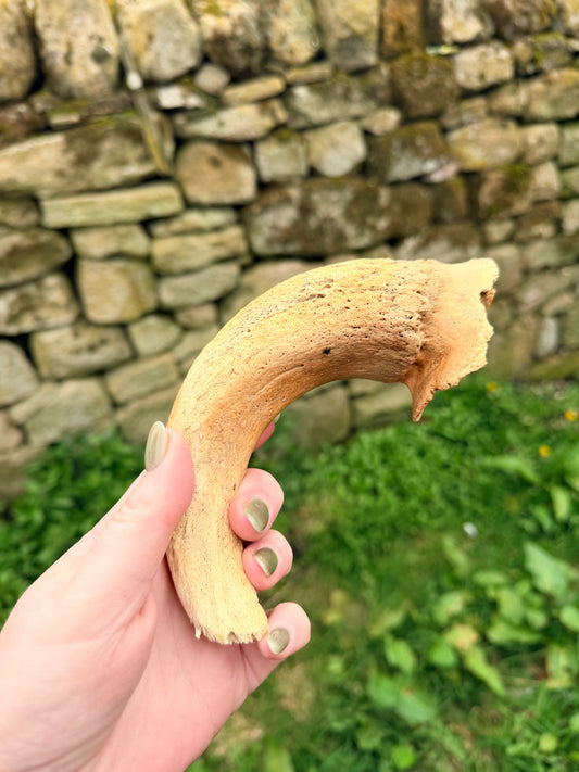 Lamb horn marrow