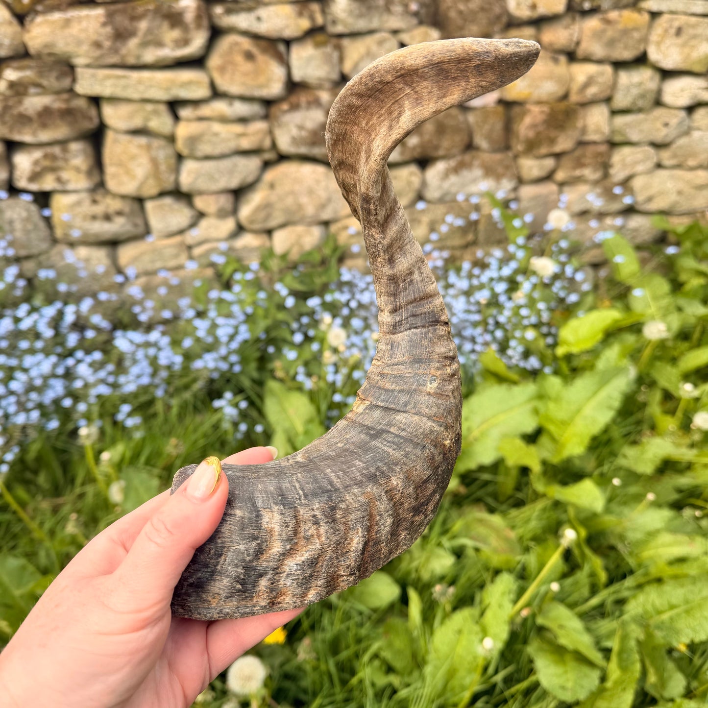 Lamb horn