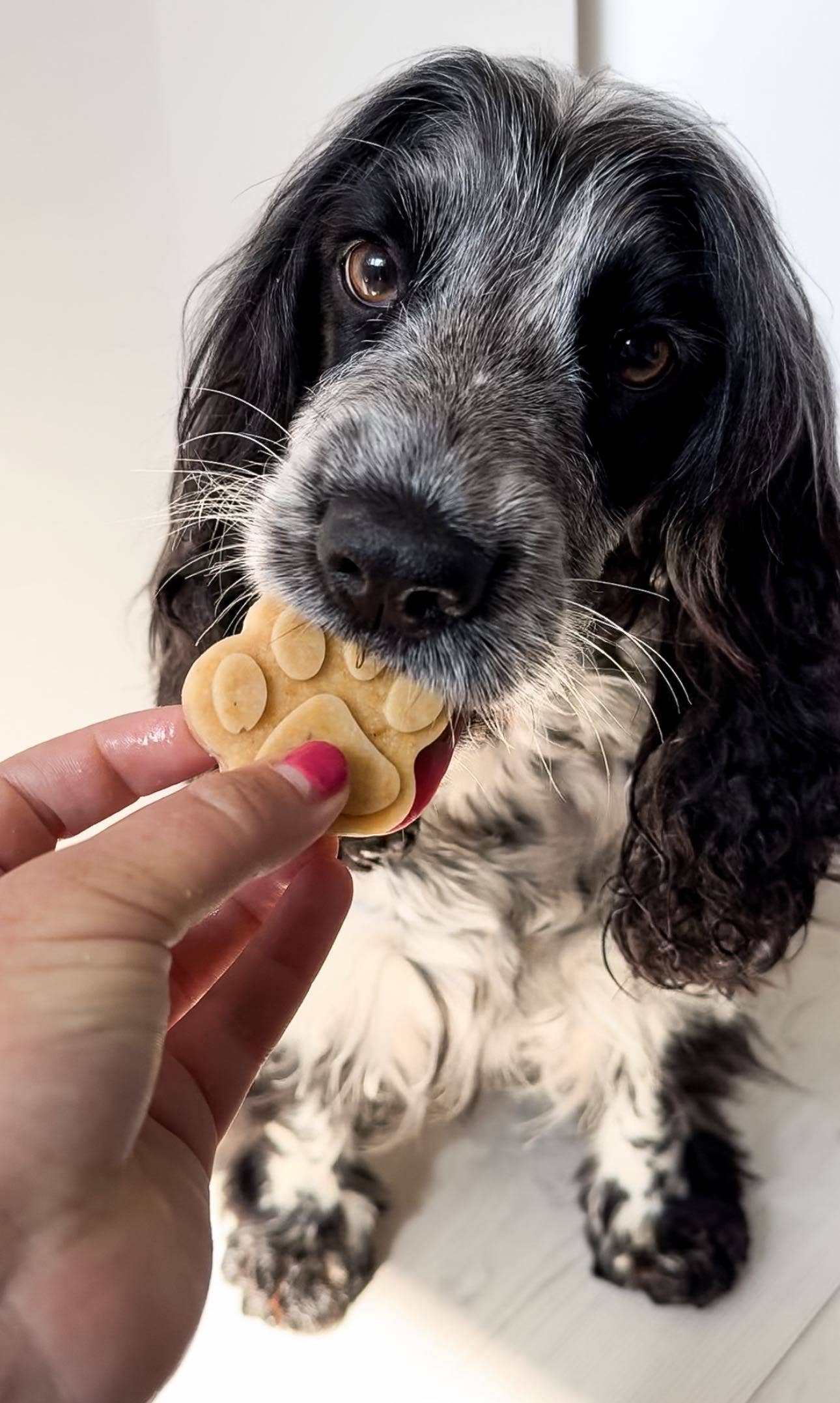 Silicone treat mold | 2 pack