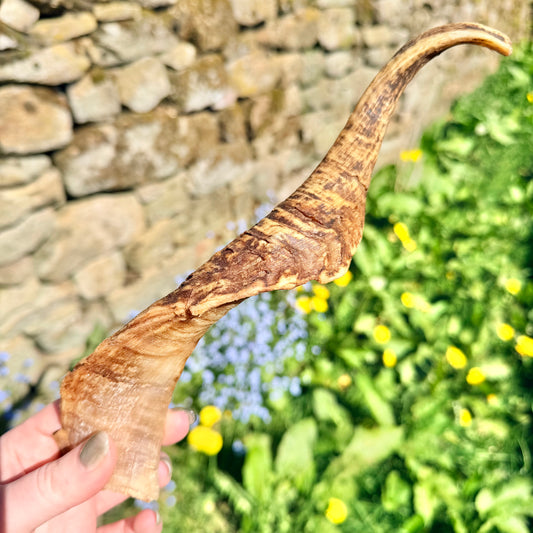 Goat horn