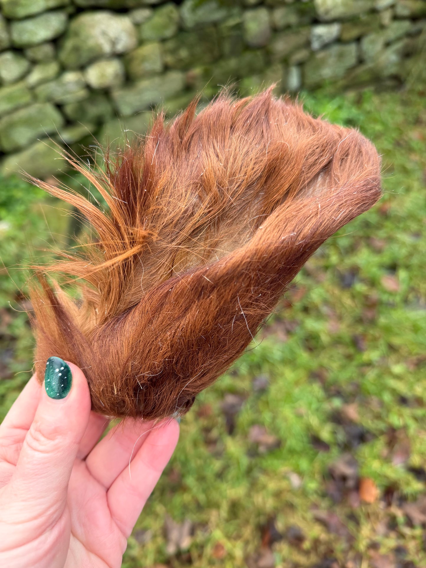 Hairy beef cow ear