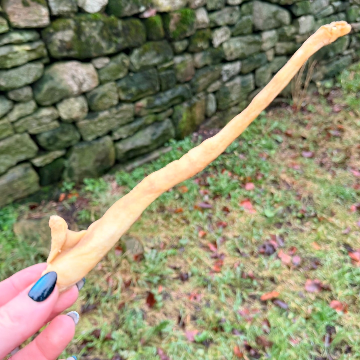 Lamb's tail
