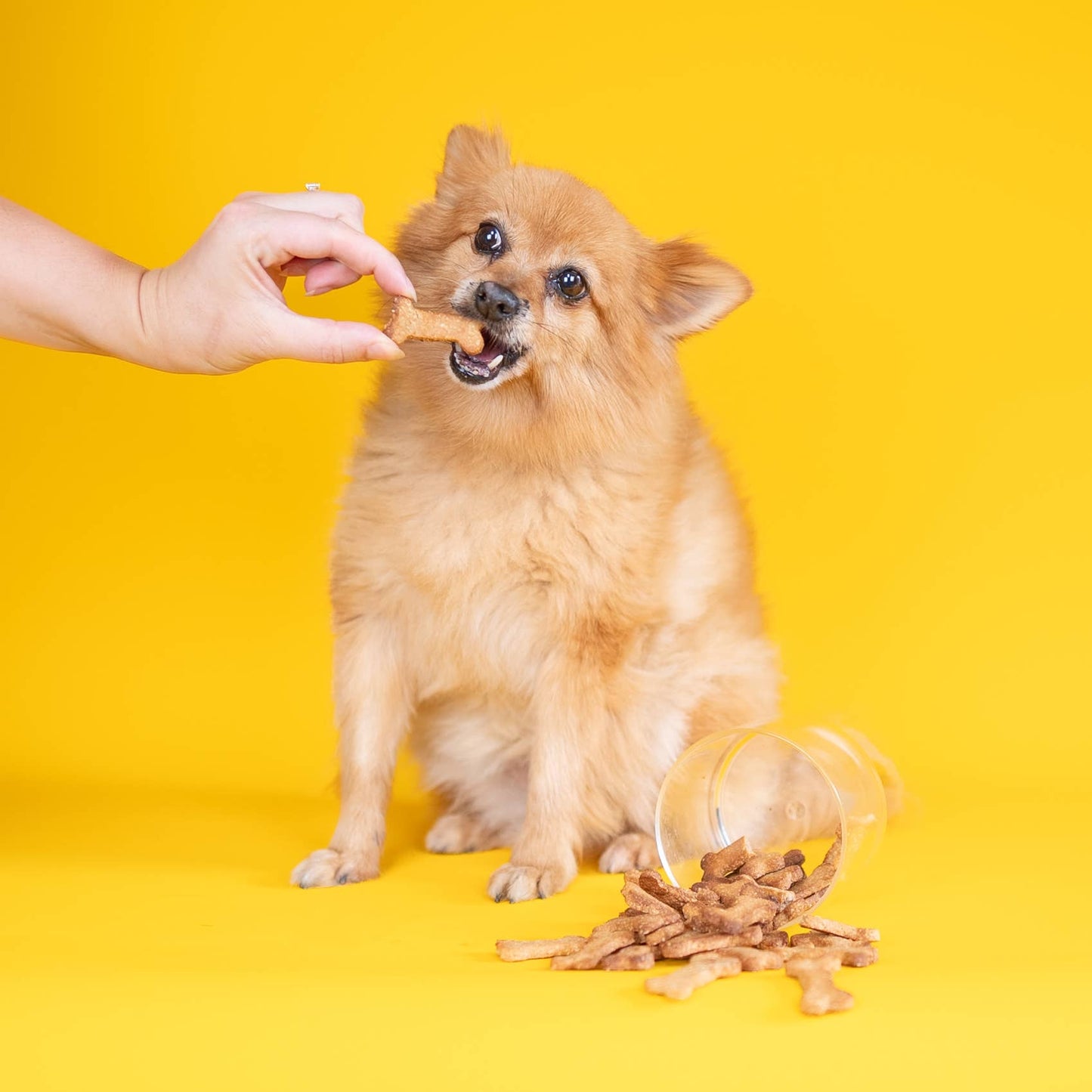 Make-Your-Own Dog Treats |Cheese & Super Seaweed