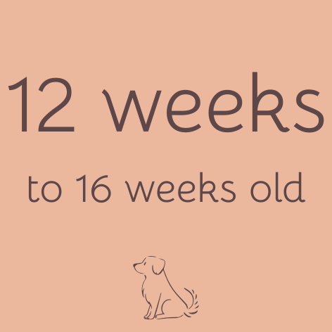 Puppy 12 weeks
