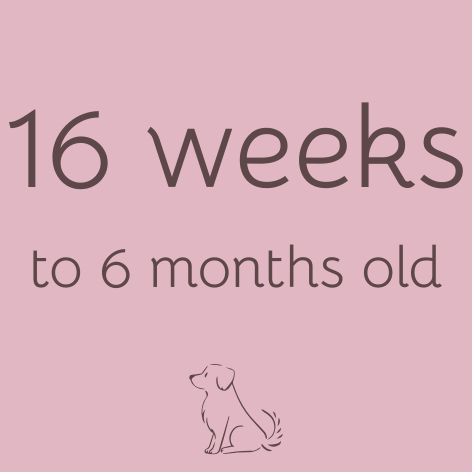 Puppy 16 weeks