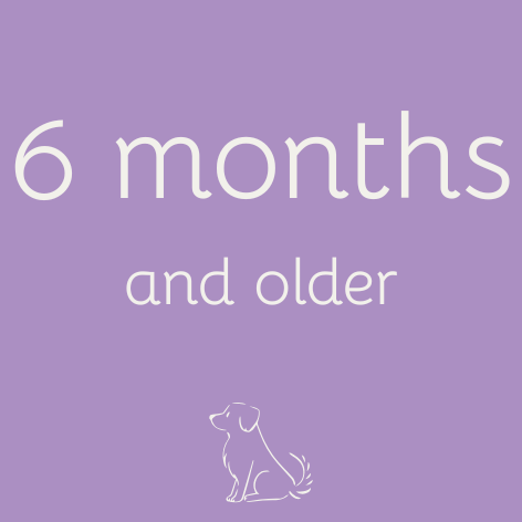 Puppy 6 months