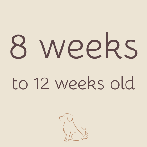 Puppy 8 weeks