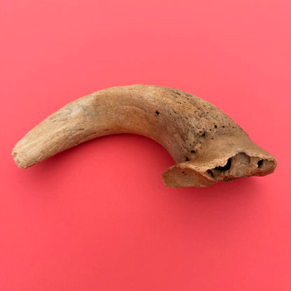 Lamb horn marrow
