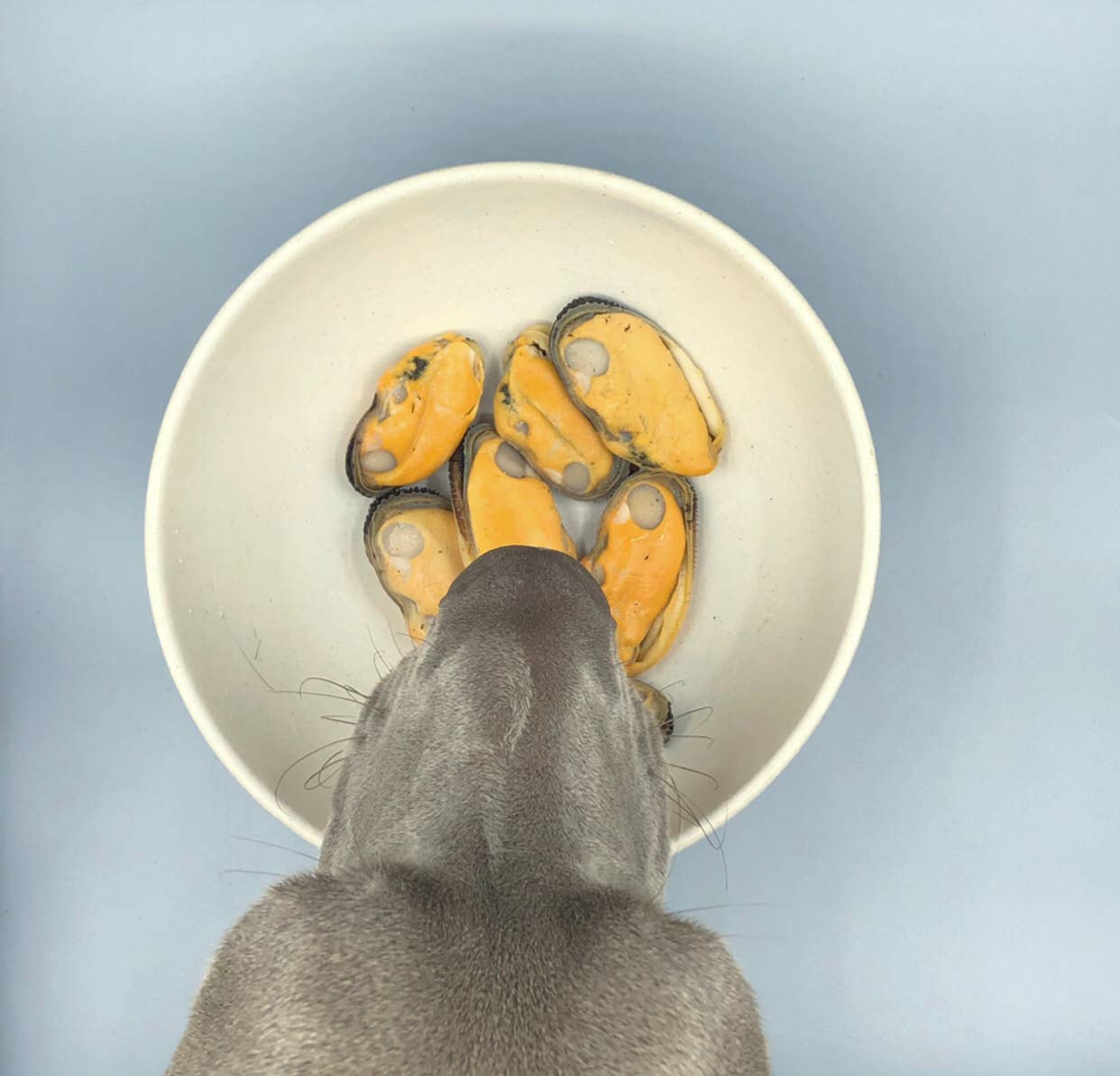 Green-lipped mussel for dogs