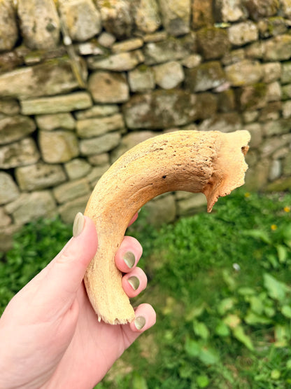 Lamb horn marrow