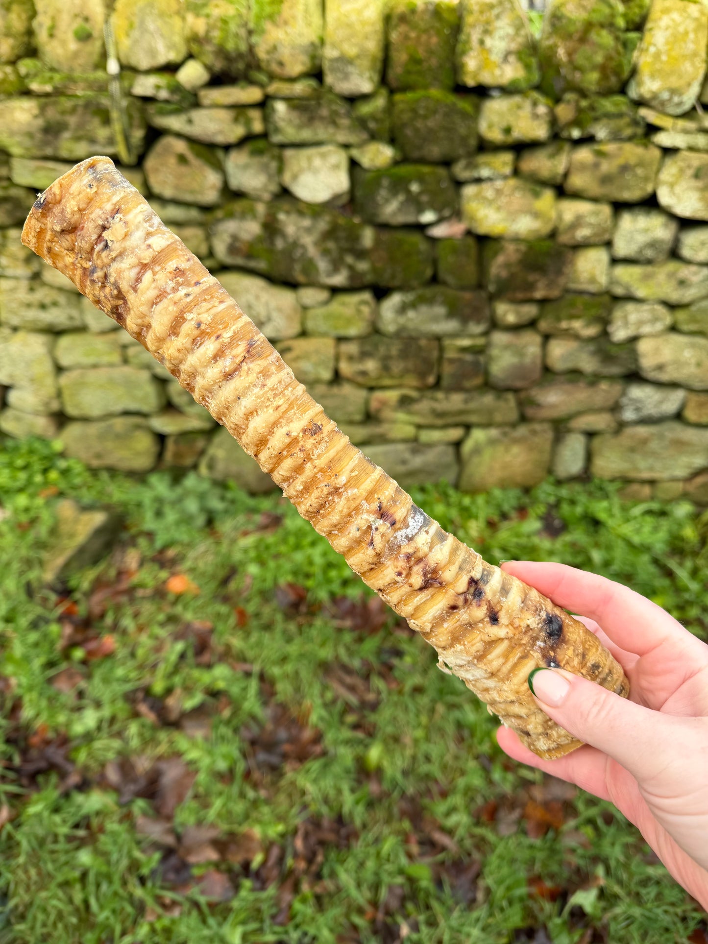 Buffalo Trachea 30cm