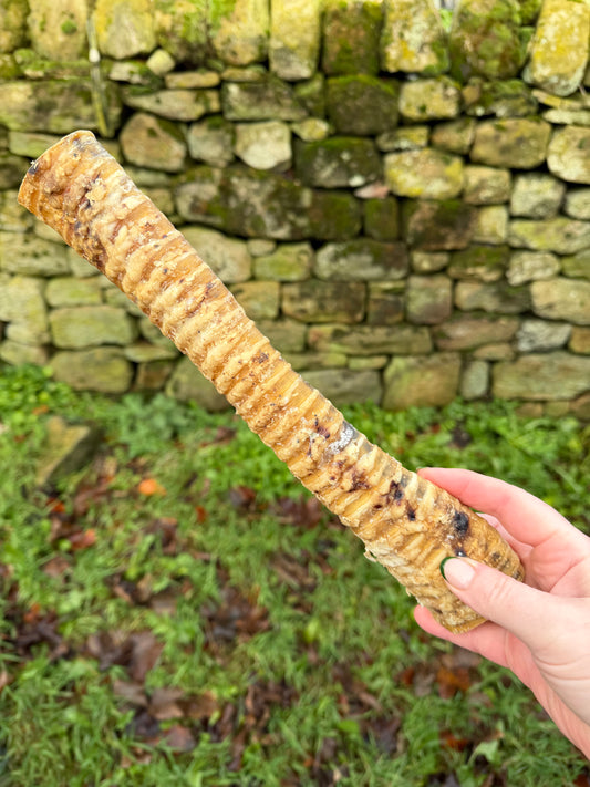 Buffalo Trachea 30cm