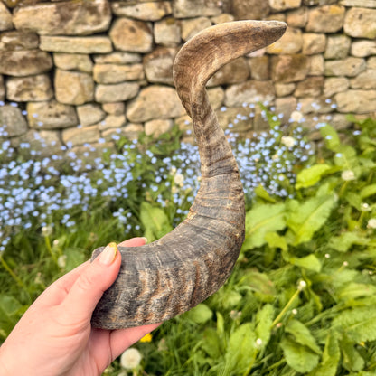 Lamb horn