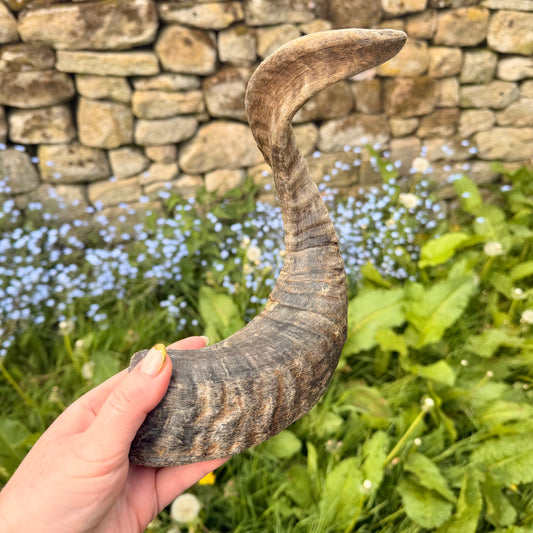 Lamb horn