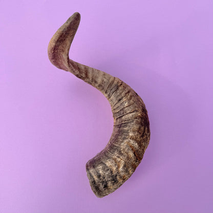 Lamb horn