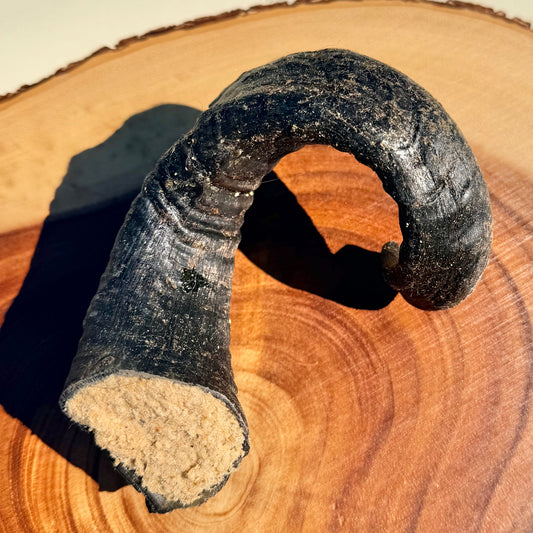 Lamb horn filled with collagen