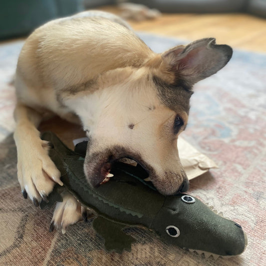 Colin the crocodile eco toy