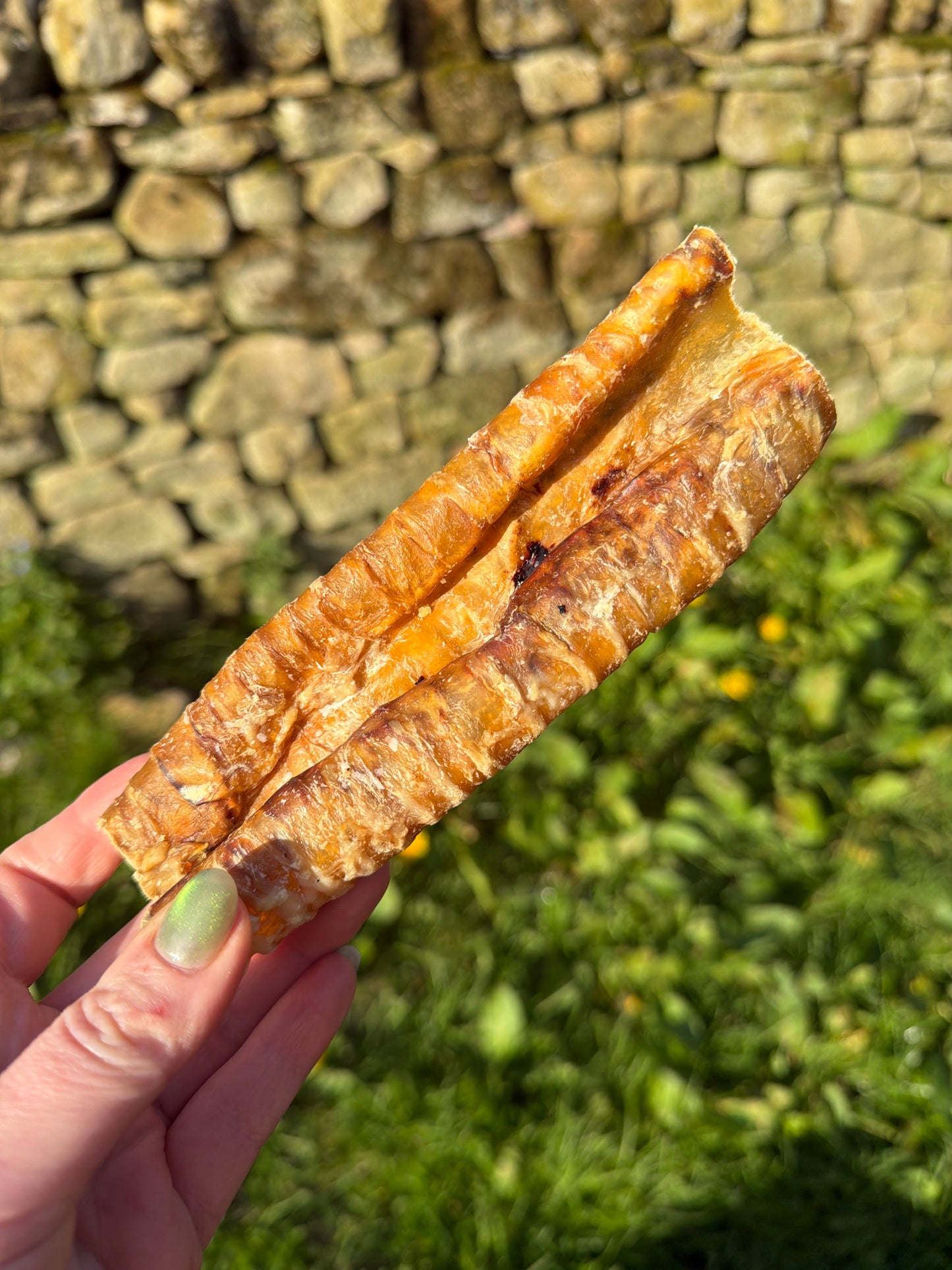 Buffalo Trachea 12cm