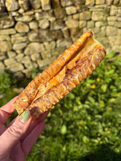 Buffalo Trachea 12cm