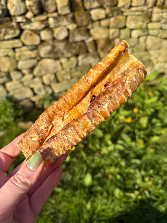 Buffalo Trachea 12cm