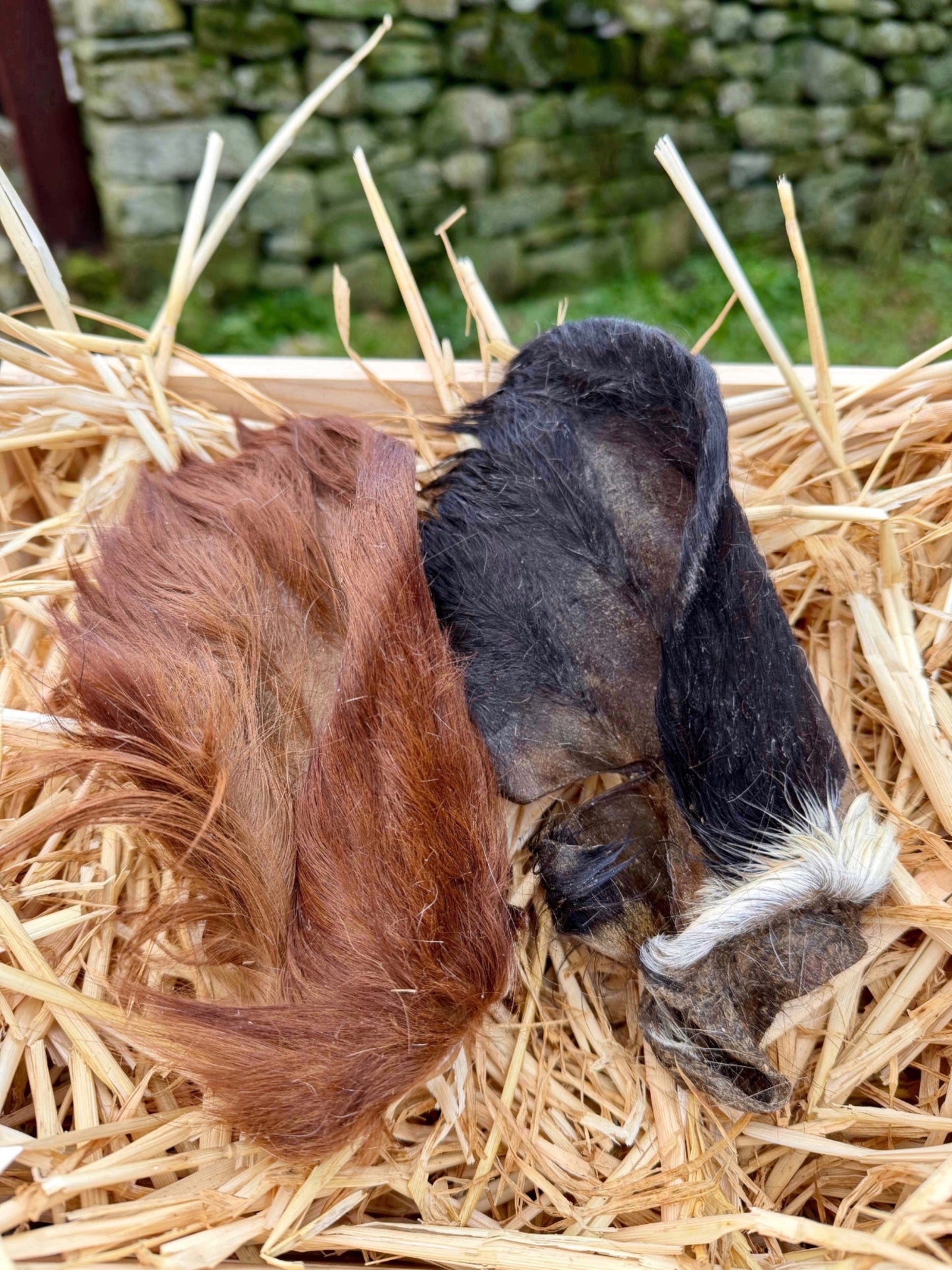 Hairy beef cow ear