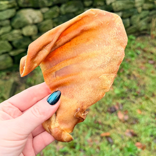 Pigs ear