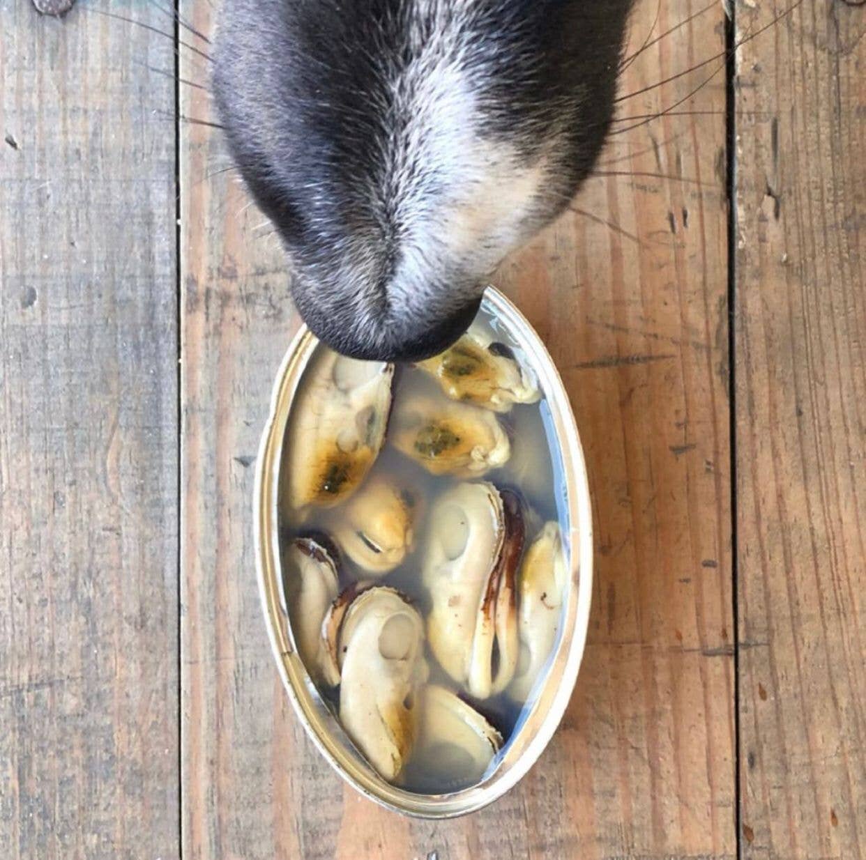 Green-lipped mussel for dogs